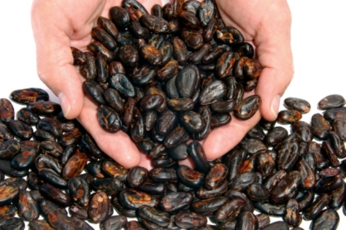 Cocoa 'could stave off memory loss' Cocoa 'could stave off memory loss'