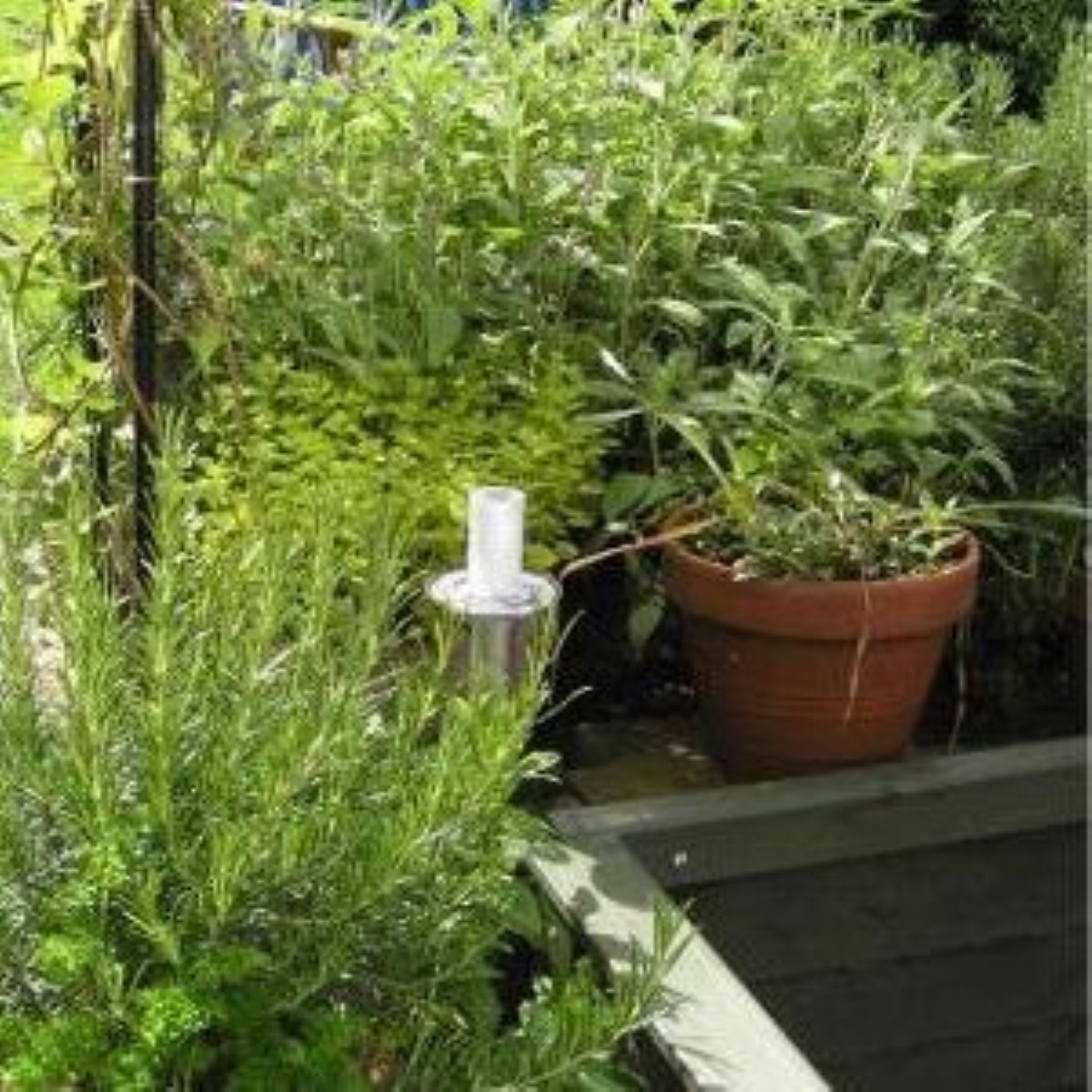 Could gardening combat onset of dementia? Could gardening combat onset of dementia?