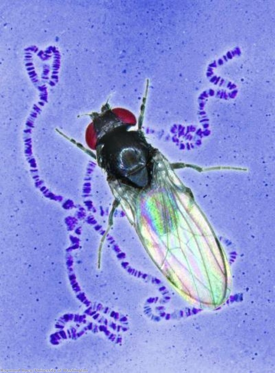 PhD student using fruit flies in dementia research PhD student using fruit flies in dementia research