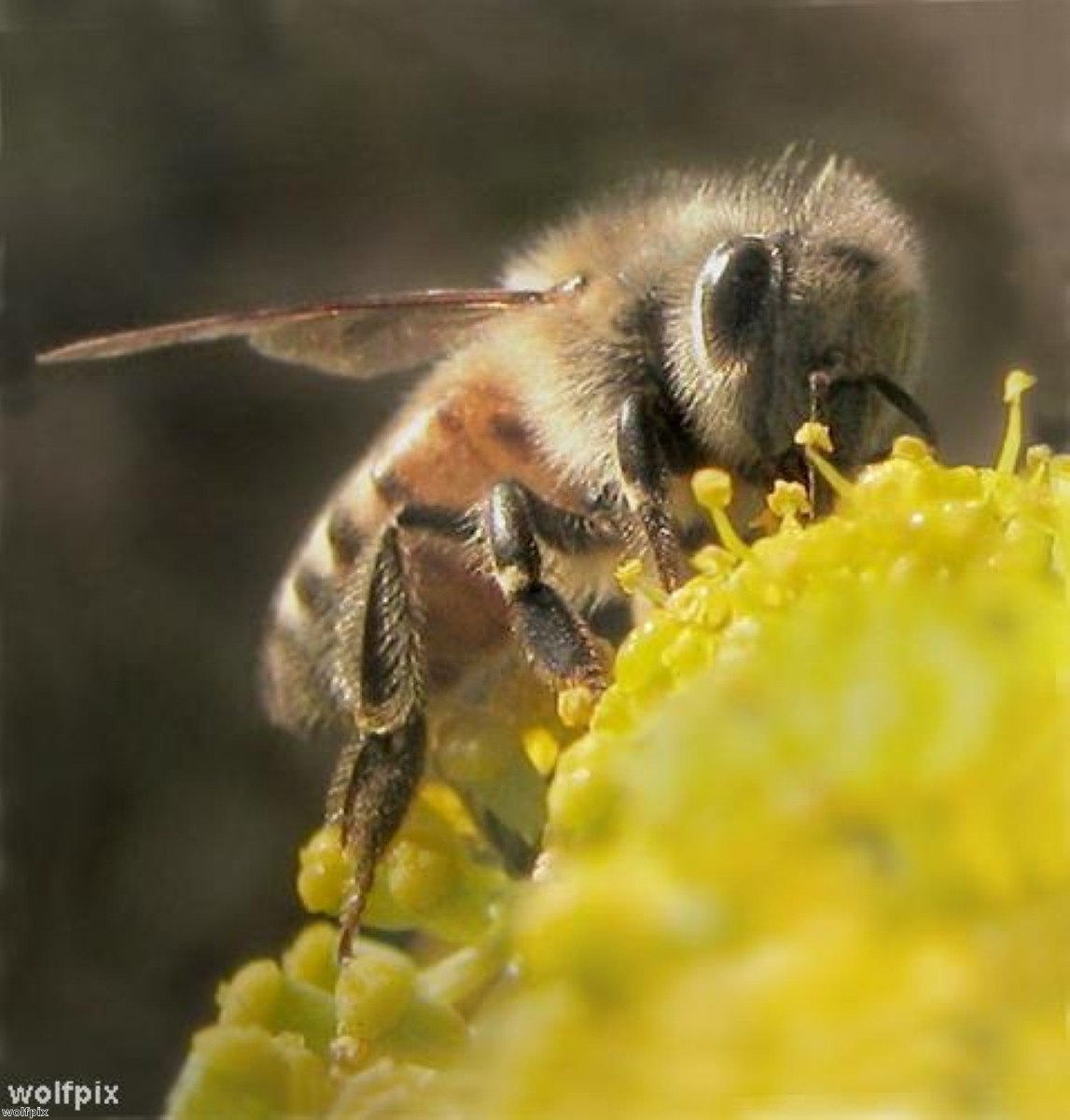 Could bees hold clues to beating dementia? Could bees hold clues to beating dementia?