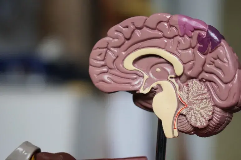 Tau protein in the brain can help predict future Alzheimer’s
