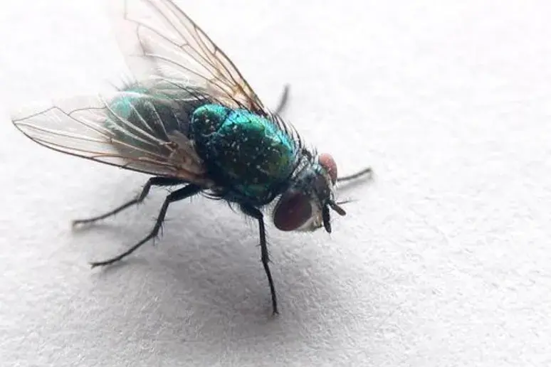Fly catchers used in research on Alzheimer's and Parkinson's disease