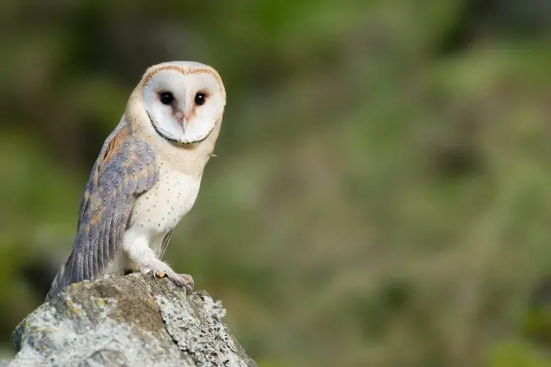 Barn owls could hold the key to treating deafness in the elderly