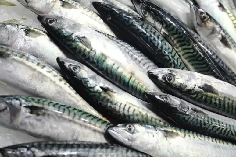 An oily fish-rich diet could protect you from ill health in old age