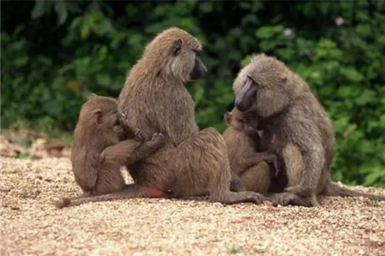 Similarities seen between humans and monkeys with Huntington's