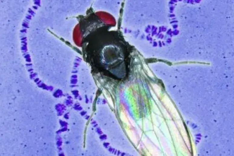 PhD student using fruit flies in dementia research