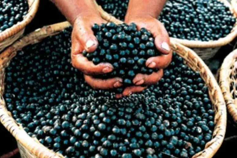 Eating berries 'lowers risk of Parkinson's'
