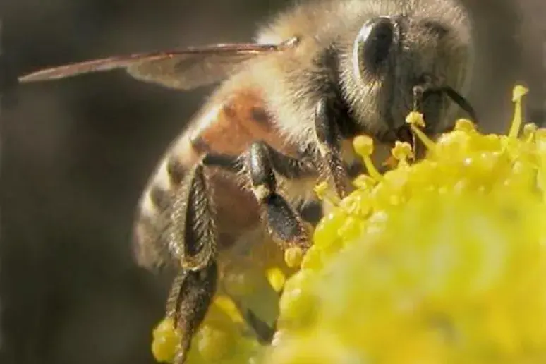Could bees hold clues to beating dementia?
