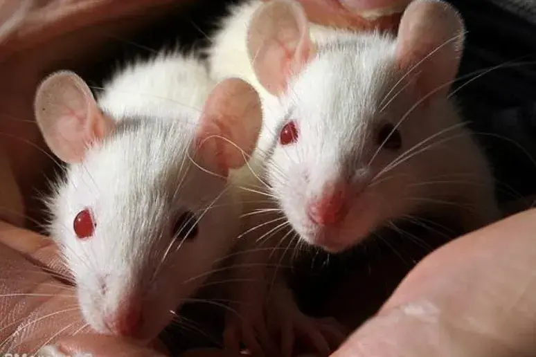 Diabetic mice lead to MS discovery