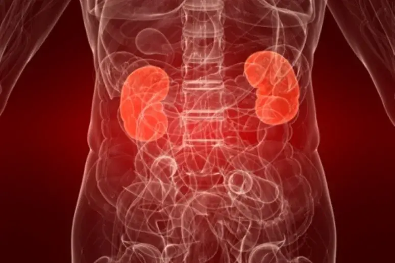 Researchers shed light on mechanism behind chronic kidney disease