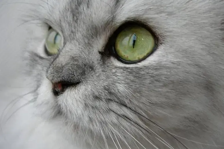 Brits told to beware of dementia cat parasite