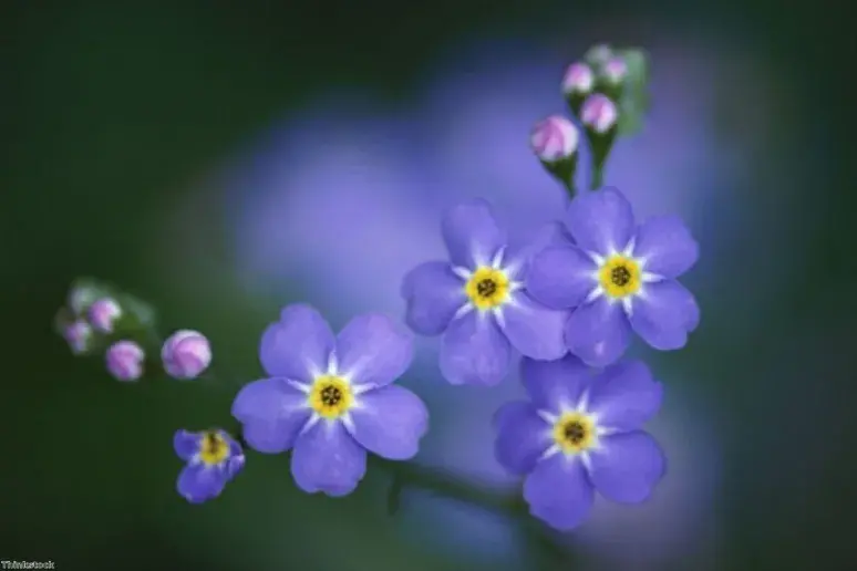 Forget-me-not flowers to help with dementia treatment